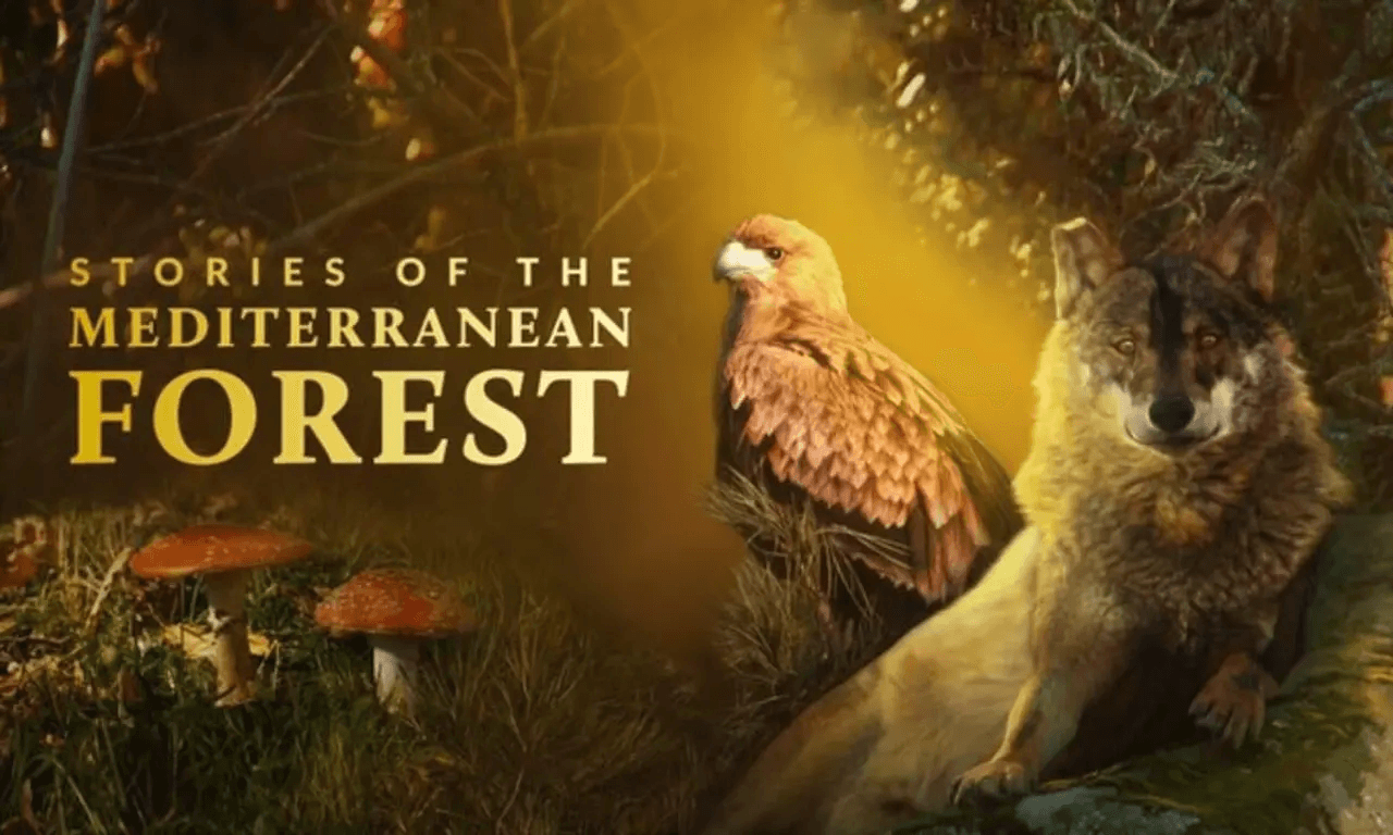Landscape key art for Stories of the Mediterranean Forest adapted for streaming and social placements
